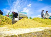 Kementan Pastikan Infrastruktur Pertanian Siap Redam Dampak El Nino