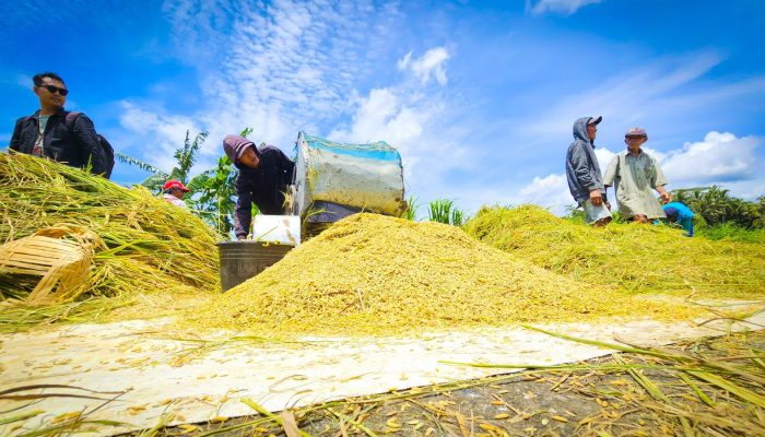 Kementan Pastikan Infrastruktur Pertanian Siap Redam Dampak El Nino