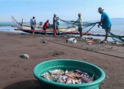 Kabar Baik Bagi Nelayan, Riset BRIN Ungkap Pemicu Melimpahnya Ikan di Selatan Jawa