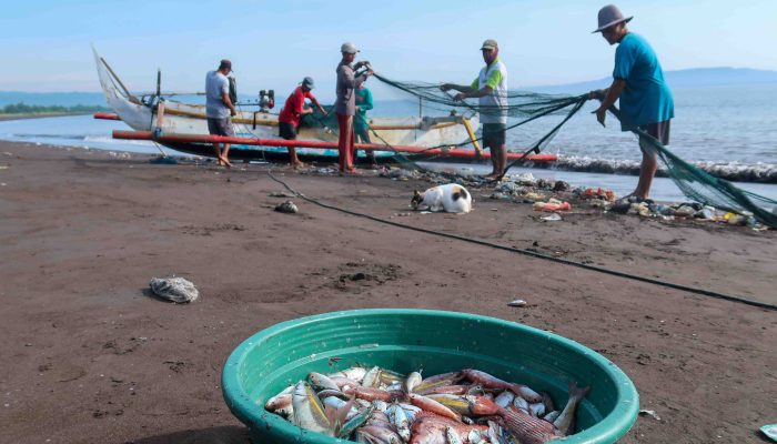 Kabar Baik Bagi Nelayan, Riset BRIN Ungkap Pemicu Melimpahnya Ikan di Selatan Jawa